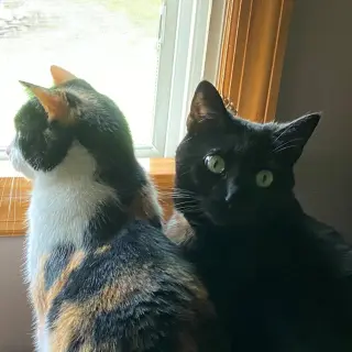 Boo & Scout