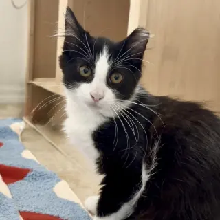 Tango