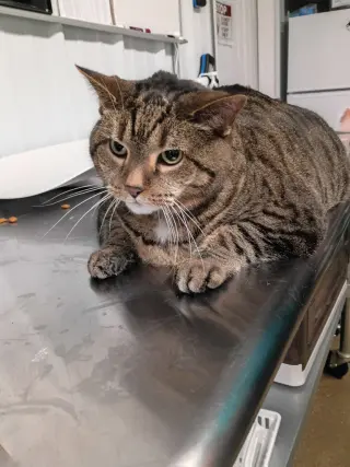 Large Marge