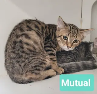 Mutual