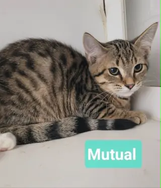 Mutual
