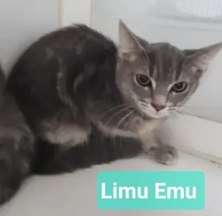 Limu Emu