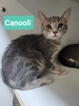 Canooli