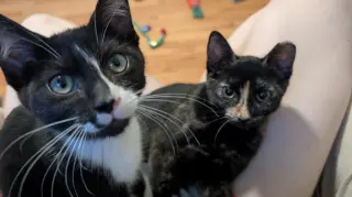 Paco and Peppa ***Bonded Pair***