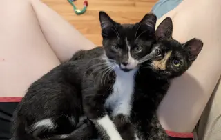 Paco and Peppa ***Bonded Pair***