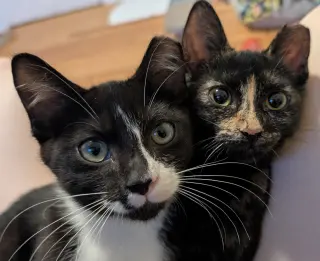 Paco and Peppa ***Bonded Pair***