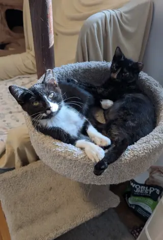 Paco and Peppa ***Bonded Pair***