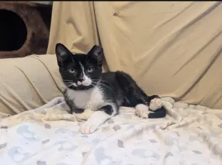 Paco and Peppa ***Bonded Pair***