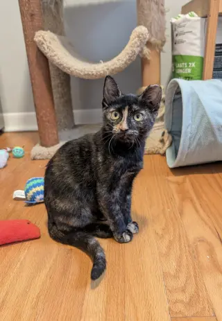 Paco and Peppa ***Bonded Pair***