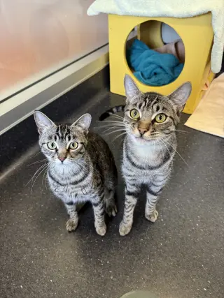 Ebony & Sukkar