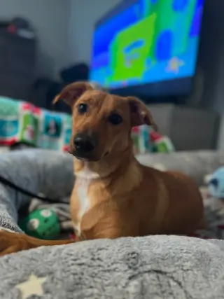 Fallon