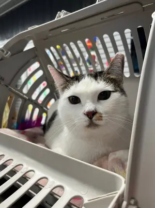 Kitty- WAIVED FEE