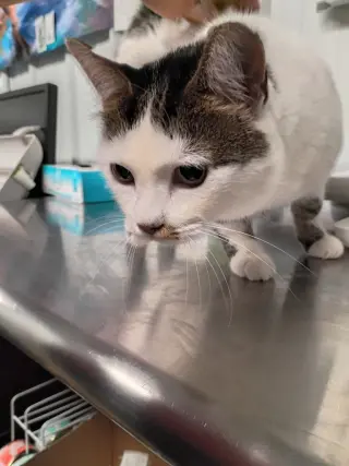 Kitty- WAIVED FEE