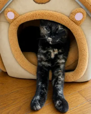 Zena