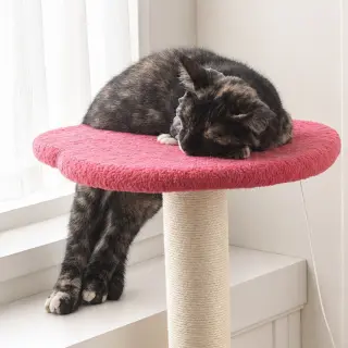Zena