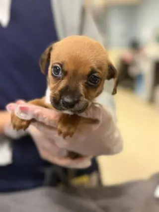 MOCHA