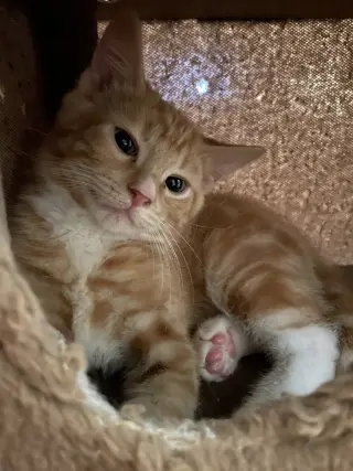 Porschio