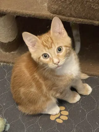 Porschio