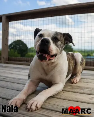 Nala