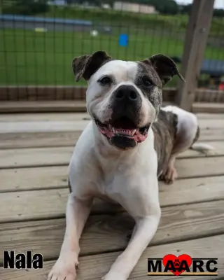 Nala