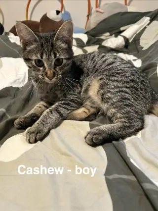 Cashew