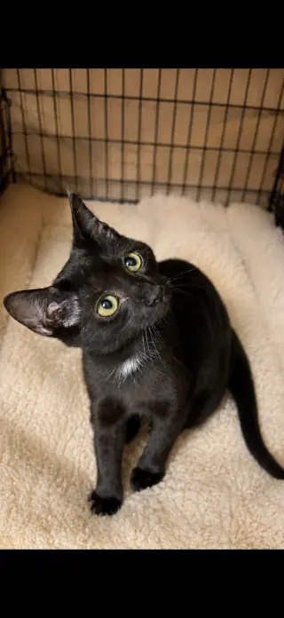 PETUNIA