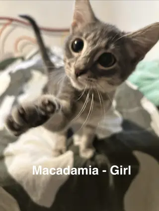 Macadamia