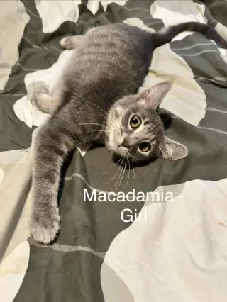 Macadamia