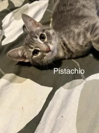 Pistachio