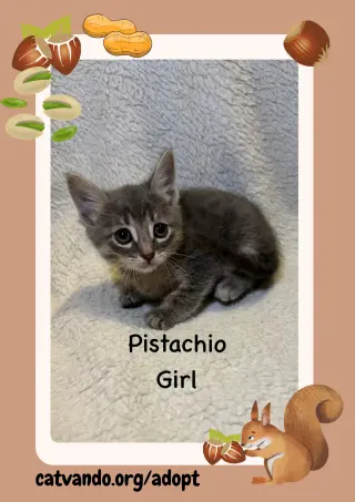 Pistachio