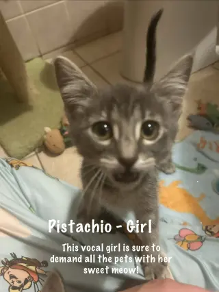 Pistachio