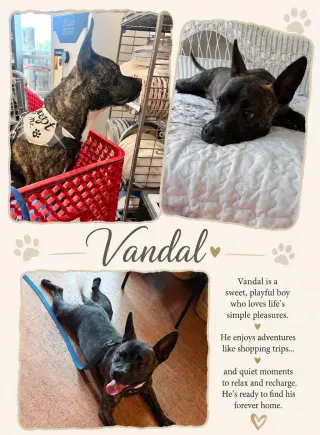 Vandal