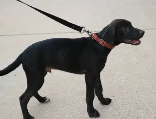 Jaxson