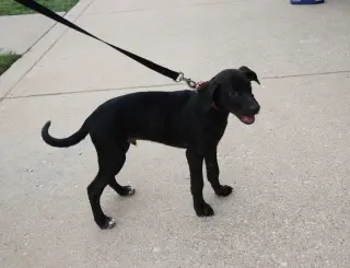 Jaxson