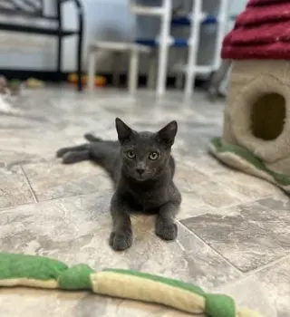 Kitten 27999 (Freddy)