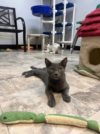 Kitten 27999 (Freddy)