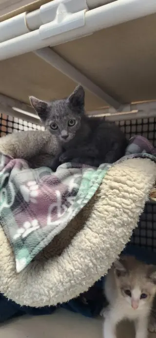 Kitten 27999 (Freddy)