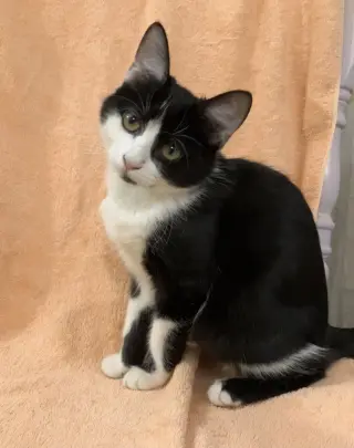 Cleo