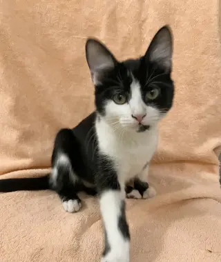 Cleo