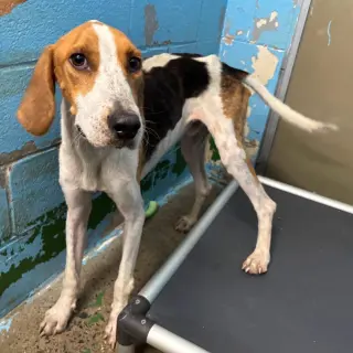 Cowboy: At shelter
