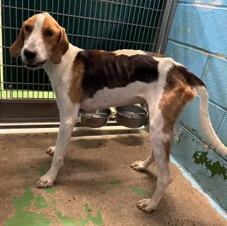 Cowboy: At shelter