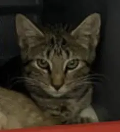 Butcher: Not at shelter (Kelsy)