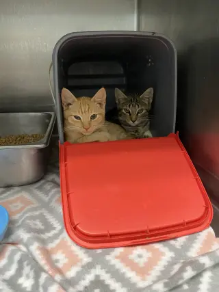 Butcher: Not at shelter (Kelsy)