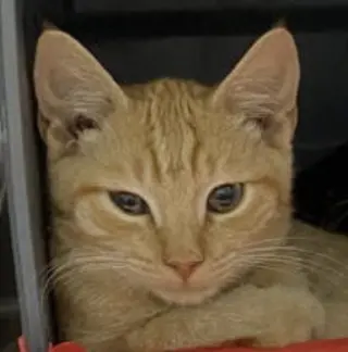Baker: Not at shelter (Cedar)