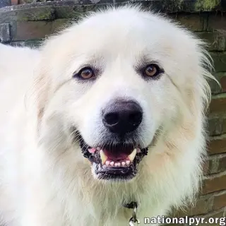 Brody in KY - Loves To Curl Up With His Blanket!