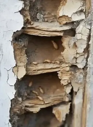 PEST CONTROL 100/100GTZ