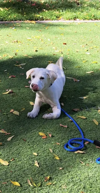 Gus