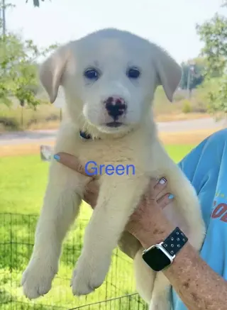 Gus