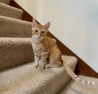 Marmalade