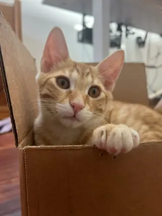 Marmalade